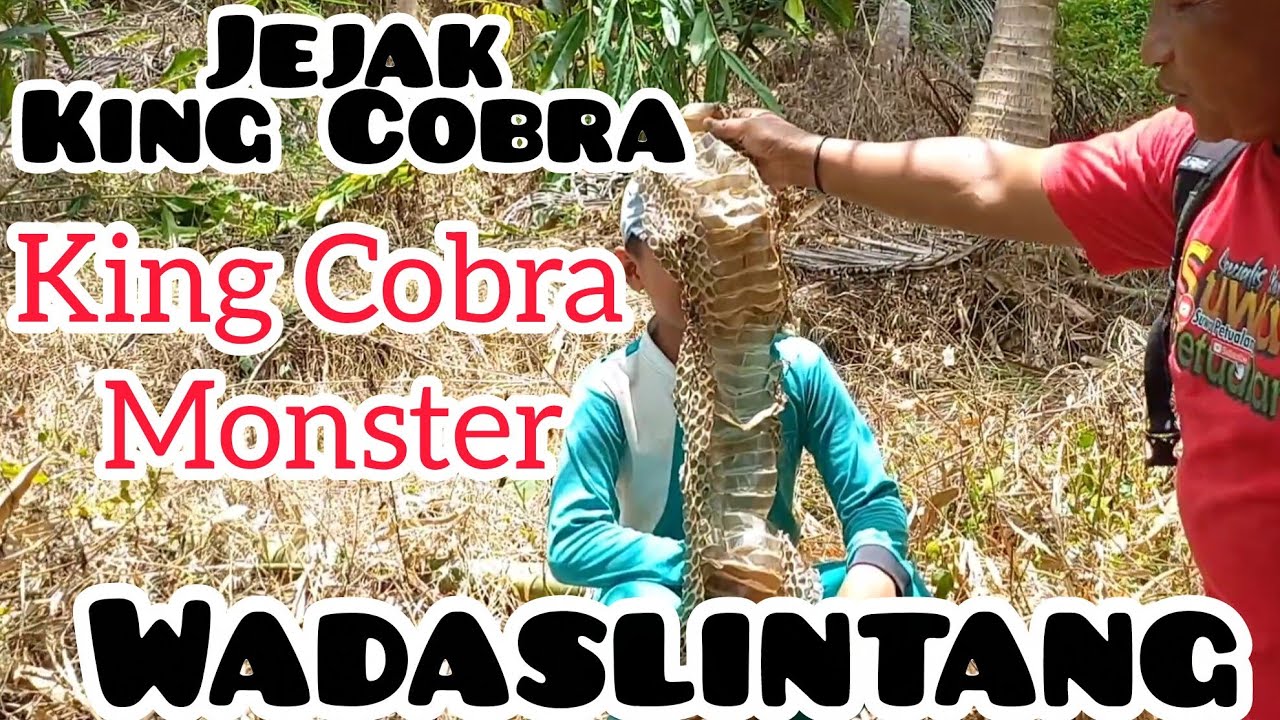 Mencari keberadaan ular King Cobra Sekempol / sepaha di hutan bambu wadaslintang, jejak di temukan!!