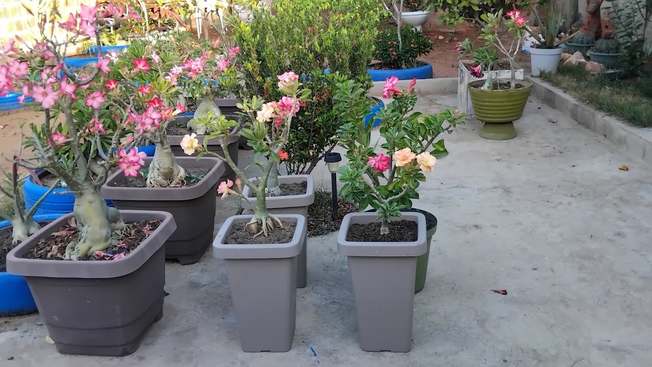 Rosa do deserto em vasos quadrados 