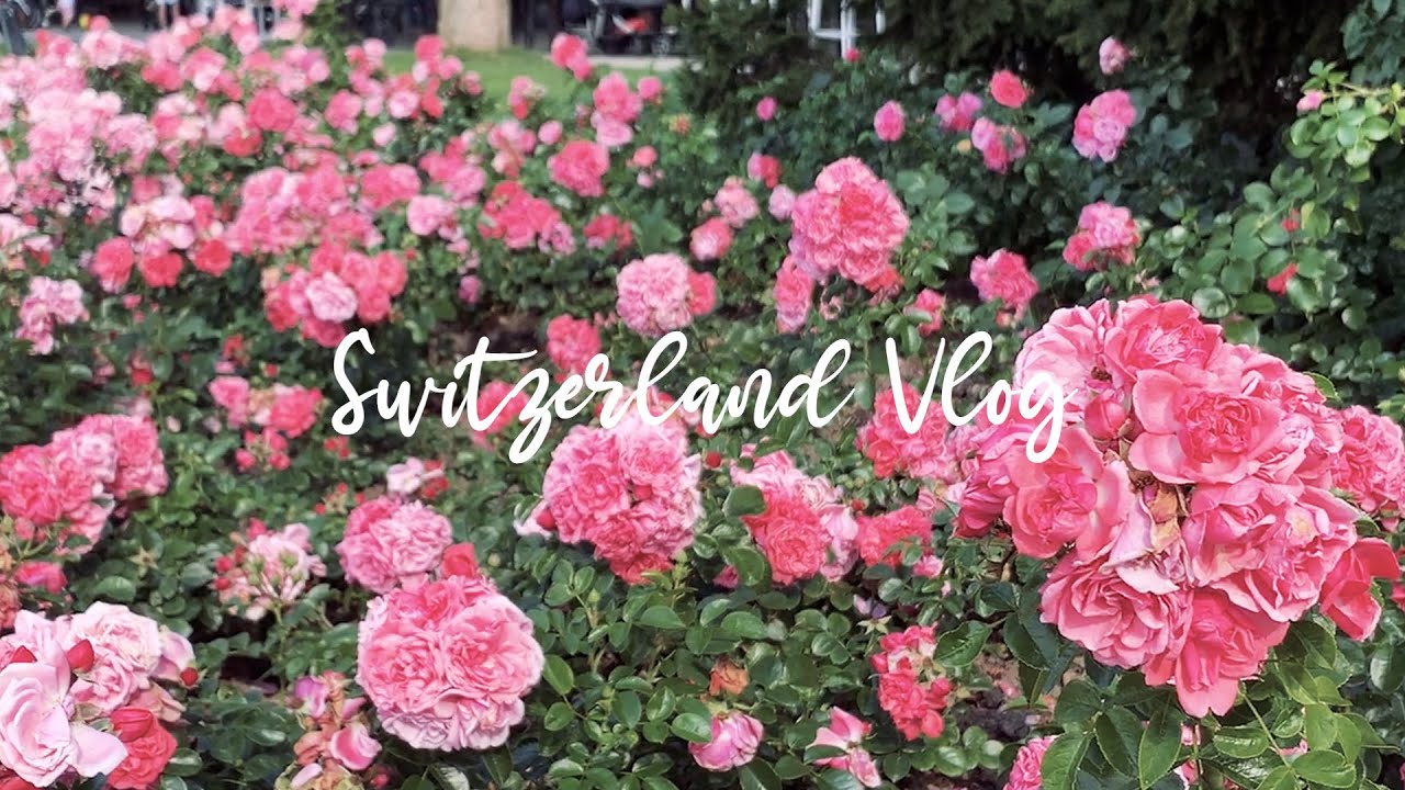 전시보고 장미정원도 가고, 베른 맛집 3곳 다녀온 스위스 일상 브이로그