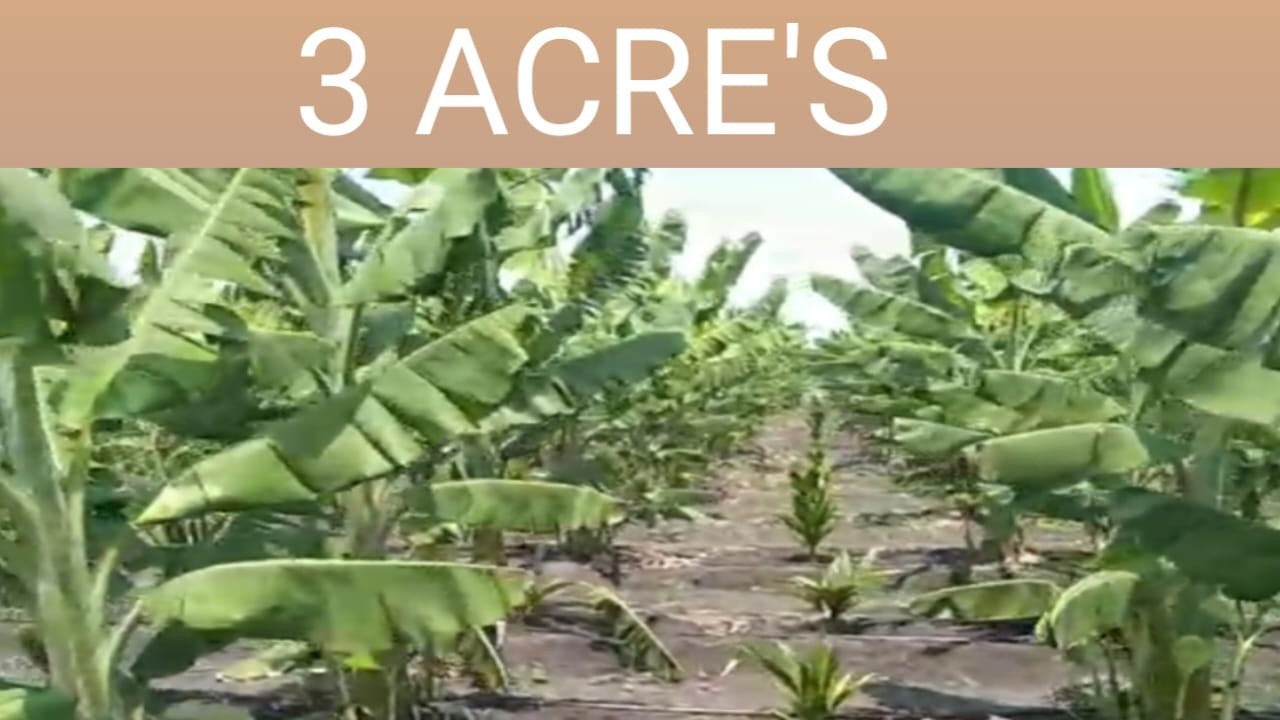 Wn) 3 ACRE'S | URBANISE PARADISE ON EARTH | ARECANUT_COCONUT SAPLINGS@9538356699@SurabhiProperties