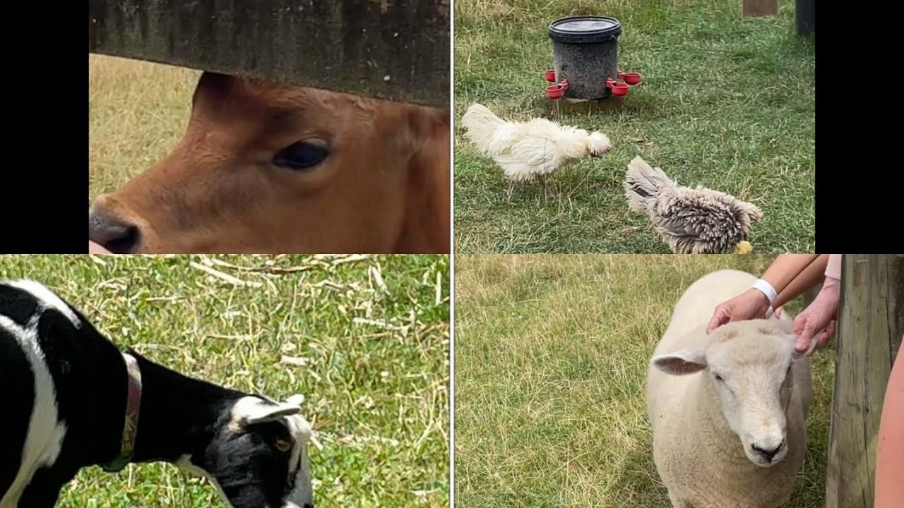 The farm