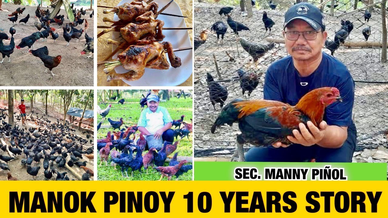 MANOK PINOY 10 YEARS STORY | MGA PARAAN SA PAG-ALAGA NG MANOK | CHICKEN BREEDING | SEC. MANNY PIñOL