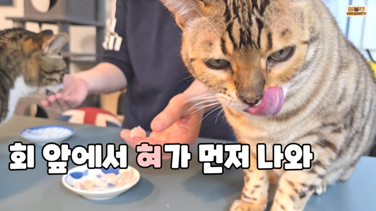 밤새 회 달라고 난리 치더니… 광어회 먹는 3냥이