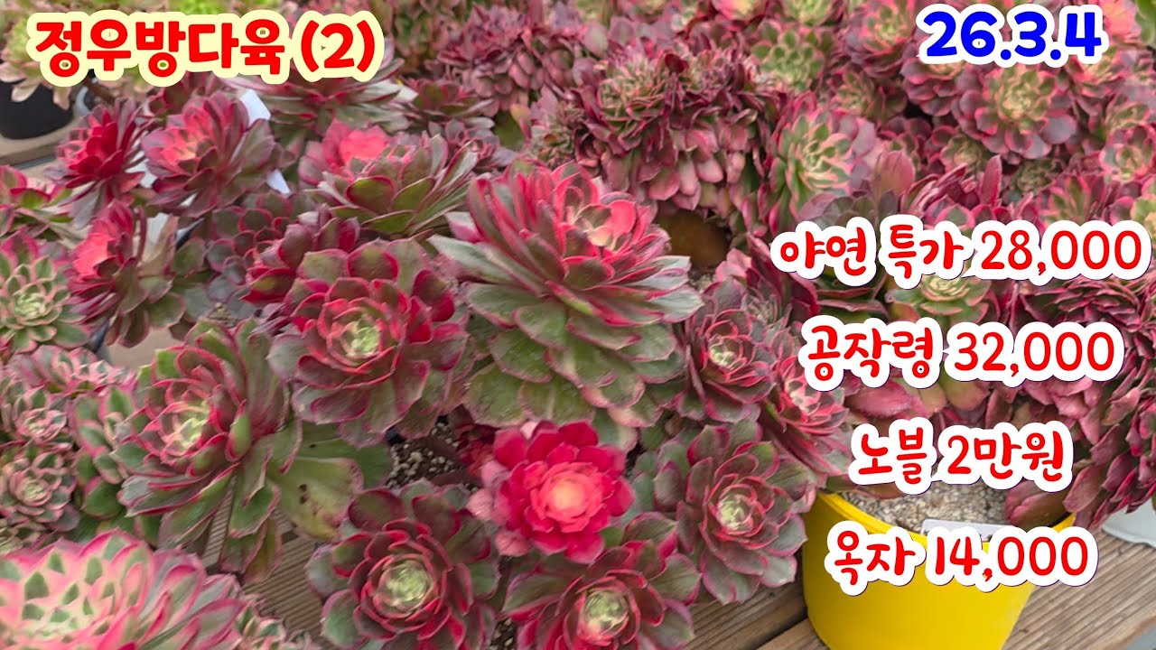 정우방다육(2) 예쁜 에오니움  특가 야연 28,000  공작령 32,000  1만원대 중품 대품 
