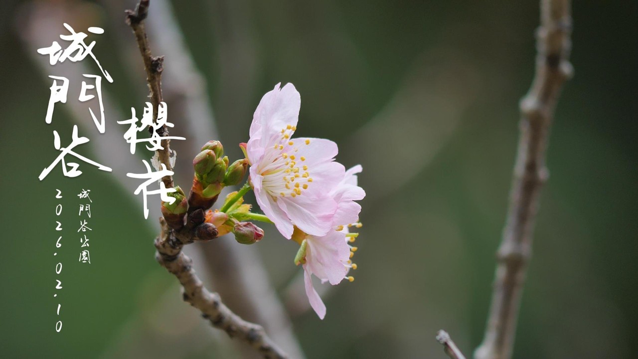 城門谷公園 櫻花 也開了 4K