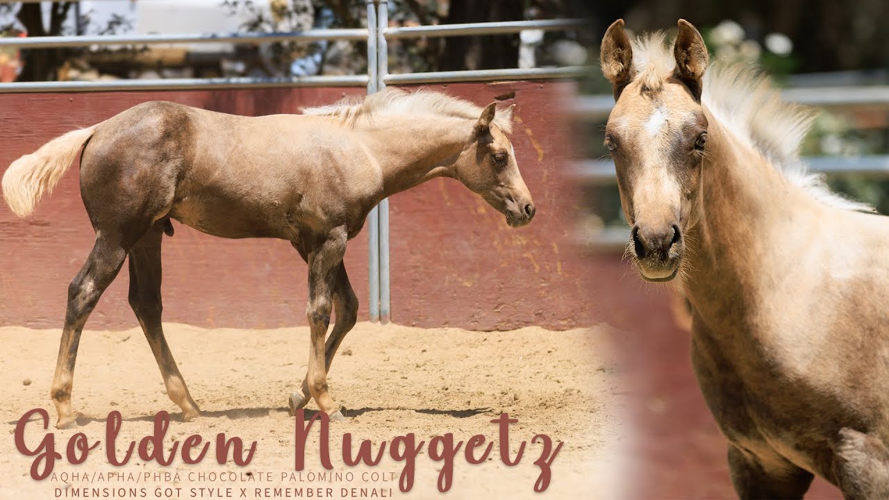 Golden Nuggetz | AQHA/APHA/PHBA Chocolate Palomino