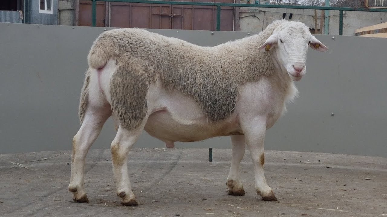 Бараны Белого Дорпера.  The White Dorper Rams. #белый_дорпер #георгиевскийдорпер #dorper #ram