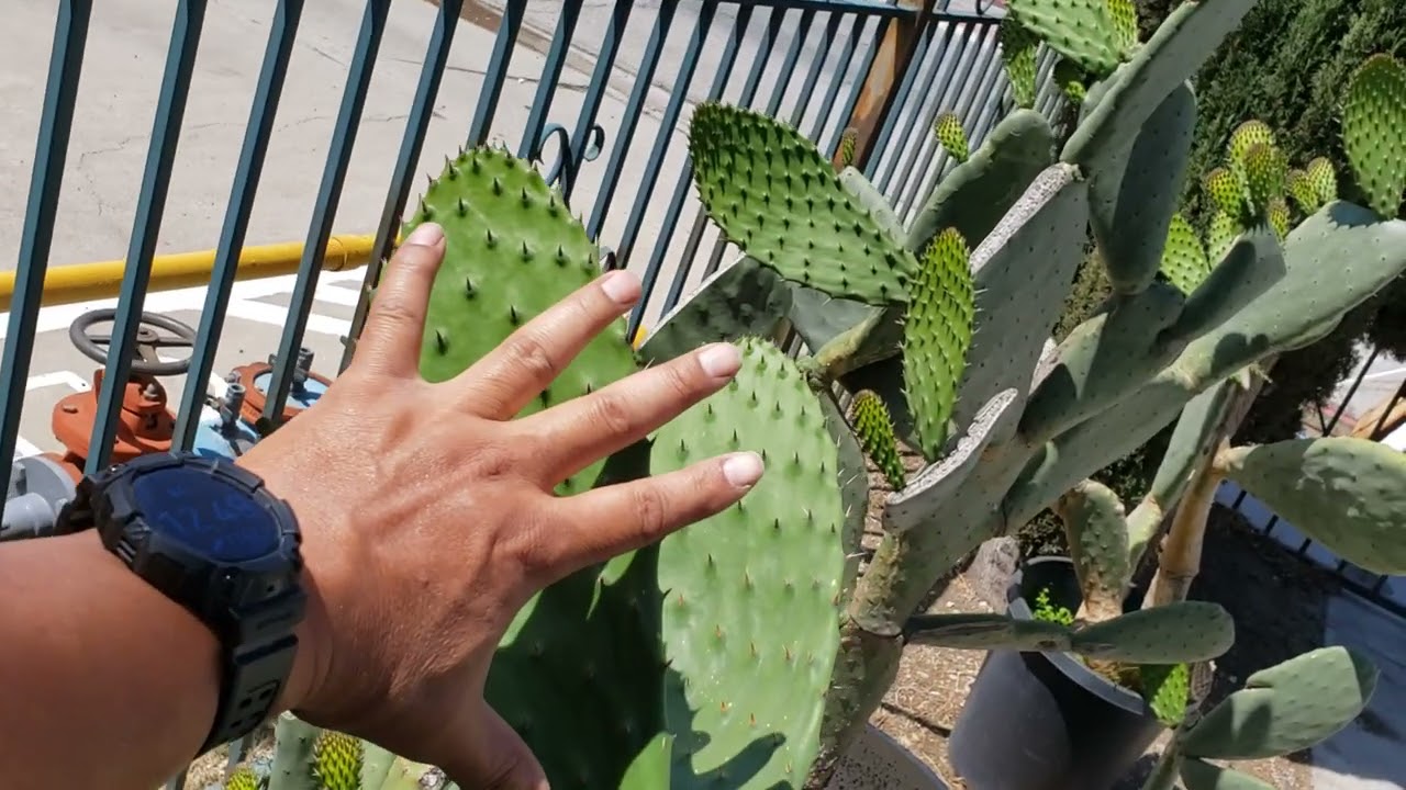 Cuando es el tiempo apropiado para cosechar los nopales.