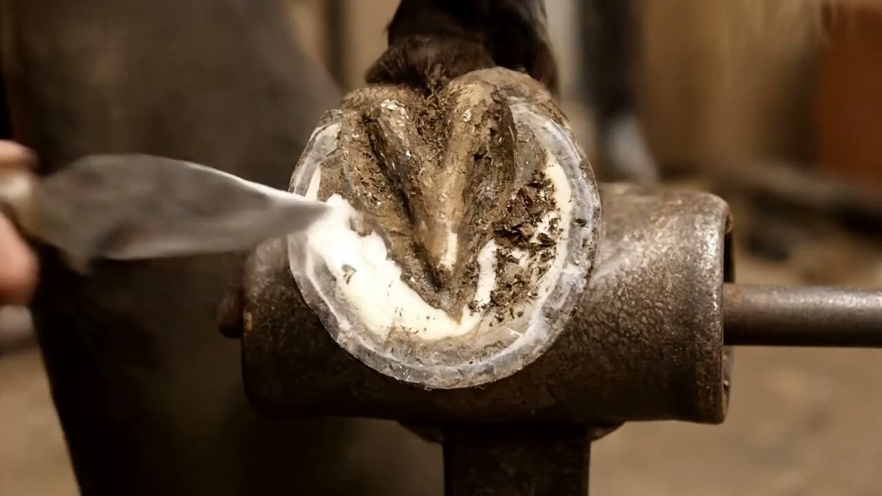 ☀️ Dry hoof care that works in wet weather 🌻 #WinterCare #TrailReady #PastureSmart