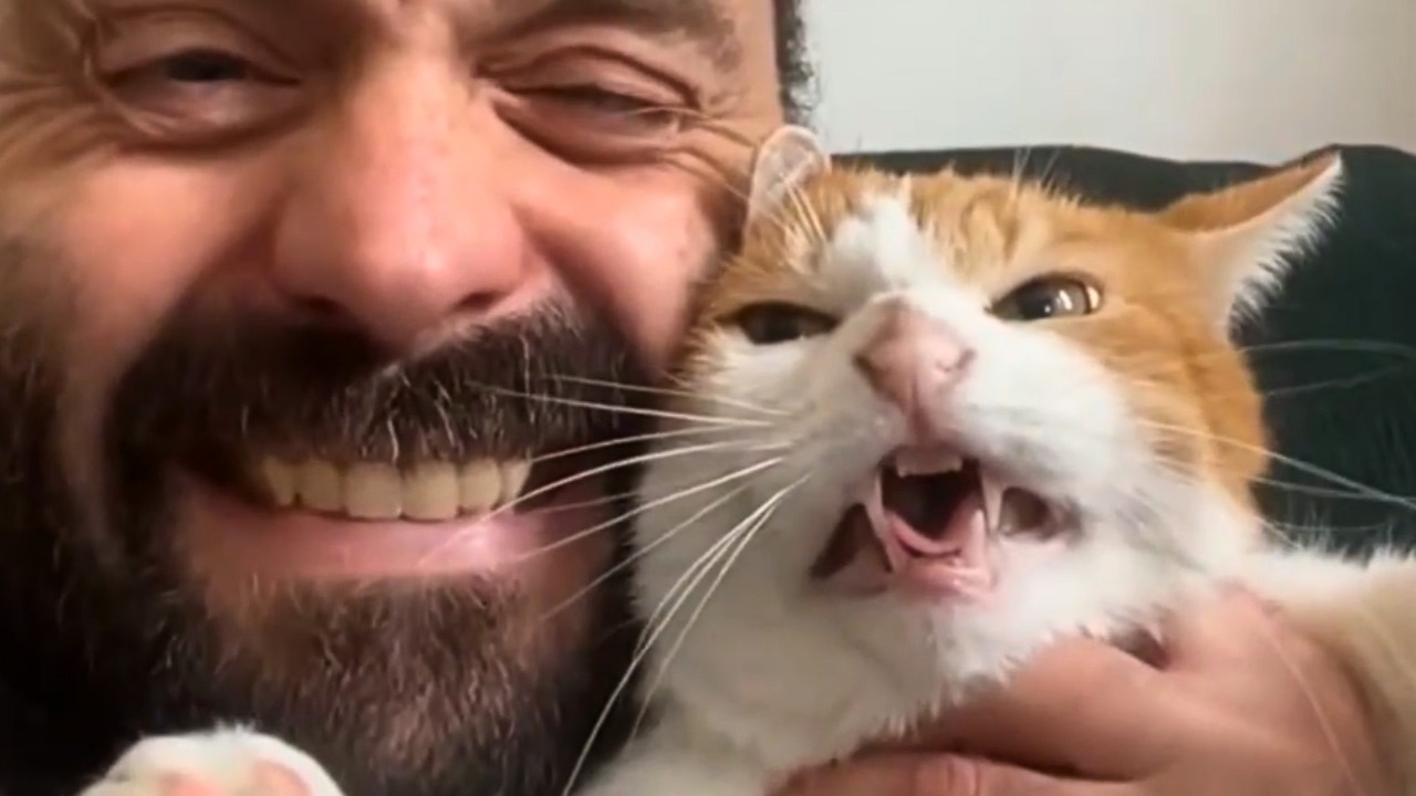 This Is Your Daily Dose of Cats Day 42