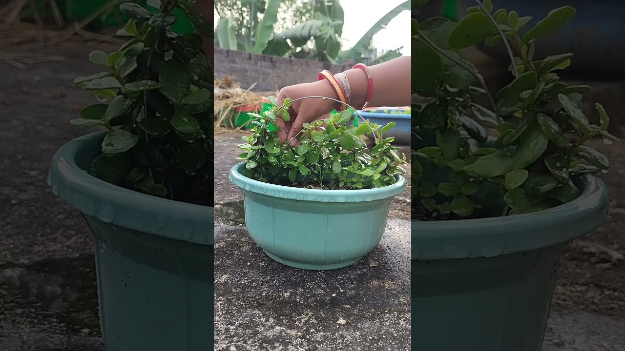 Jade Plant Care 