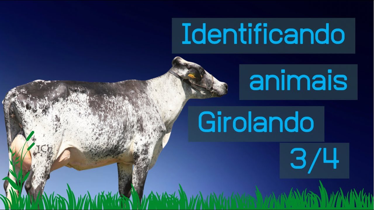 Identificando vacas Girolando 3/4: GUIA PRÁTICO DE IDENTIFICAÇÃO