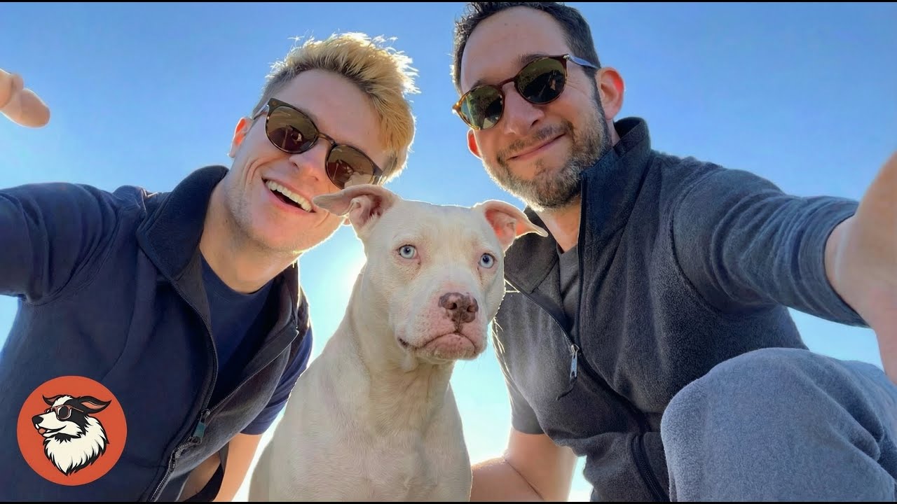 This Deaf Pit Bull Was Overlooked for Years - Until Two Dads Finally Chose Her
