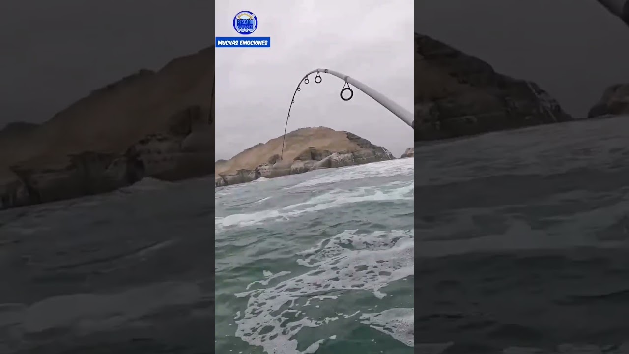 #pesca de #roca #rockfishing #cabrilla