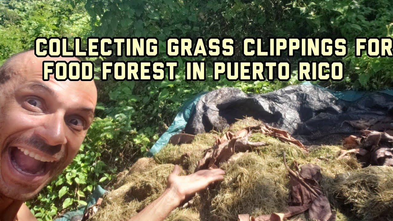 Collecting Grass Clippings For Food Forest in Puerto Rico