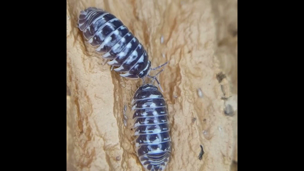 Armadillidium maculatum 'Zebra isopod' 