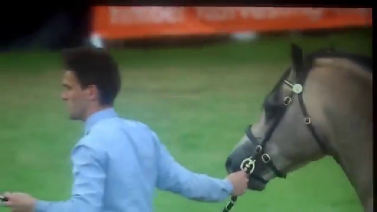 Menai Stud - Royal Welsh Show 2015