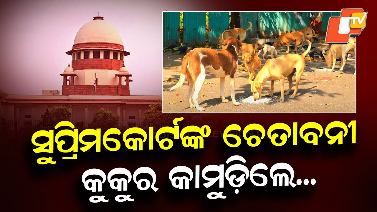 Stray Dog Menace: Supreme Court Warns Centre and States