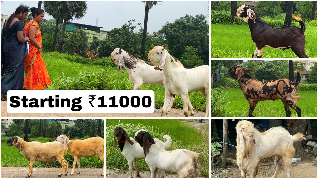 Goat Kids & Sheep Kids at G Goat Farm, Kongaon, Kalyan