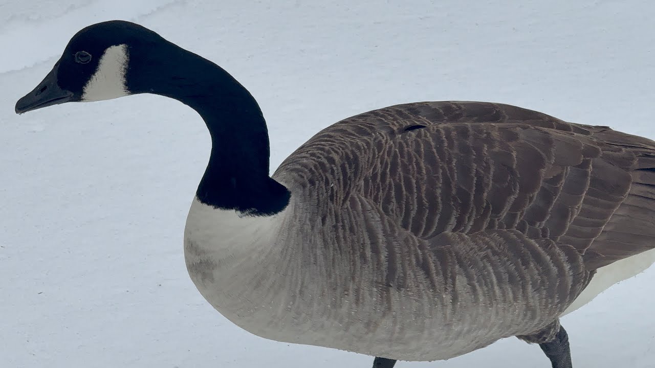 Joe & Jayne Taking Off Leaving, Goose Family Exploring February 14, 2026