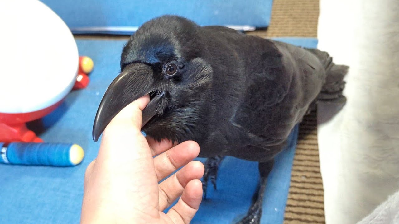 怒涛の指しゃぶりハッピー