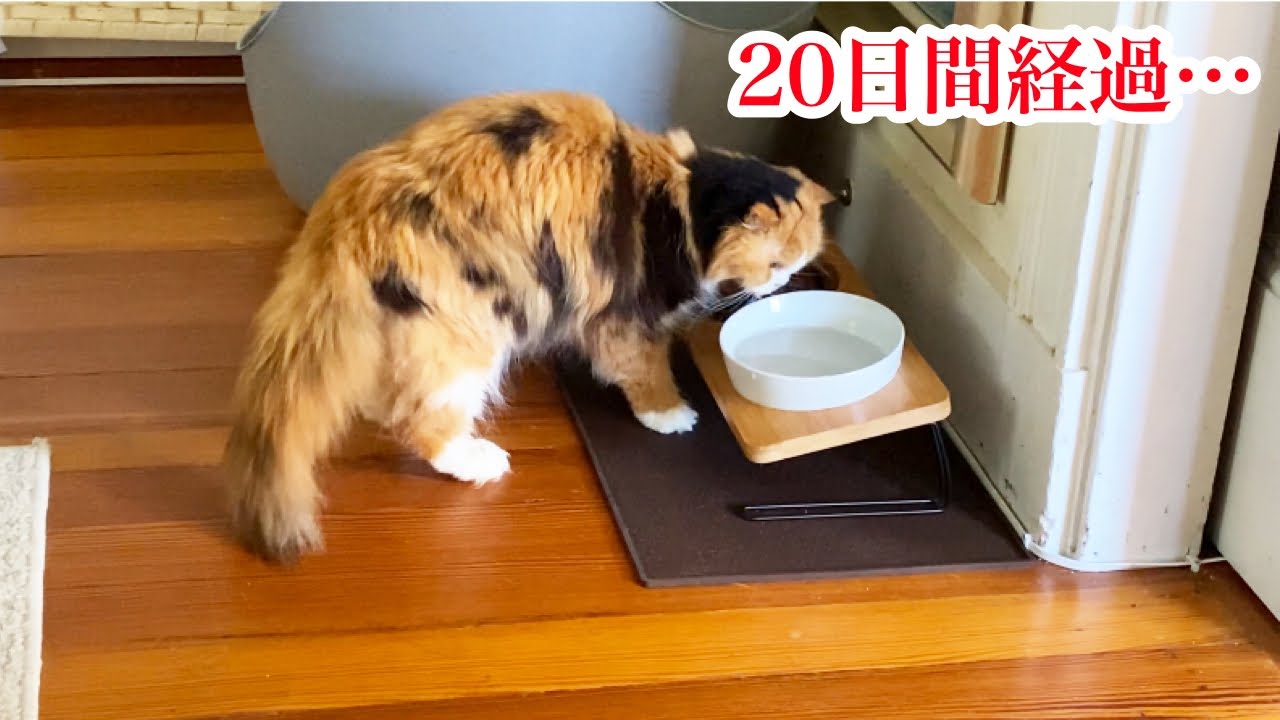 【 猫 腎臓病】安楽死を告げられてから２０日経過〜嬉しい変化〜【ティッティ経過報告vol.４】