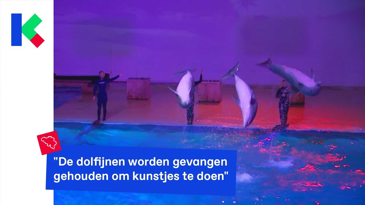 Het Dolfinarium in Brugge moet sluiten