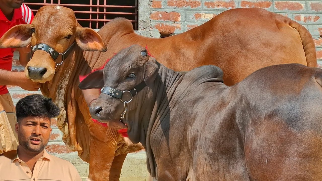 ৩ মার্চ 2026| বাছাইকৃত সেরা মানের ব্রাহামা জাতের ষাঁড় বাছুর গরুর প্যাকেজ | জয়পুরহাট থেকে 