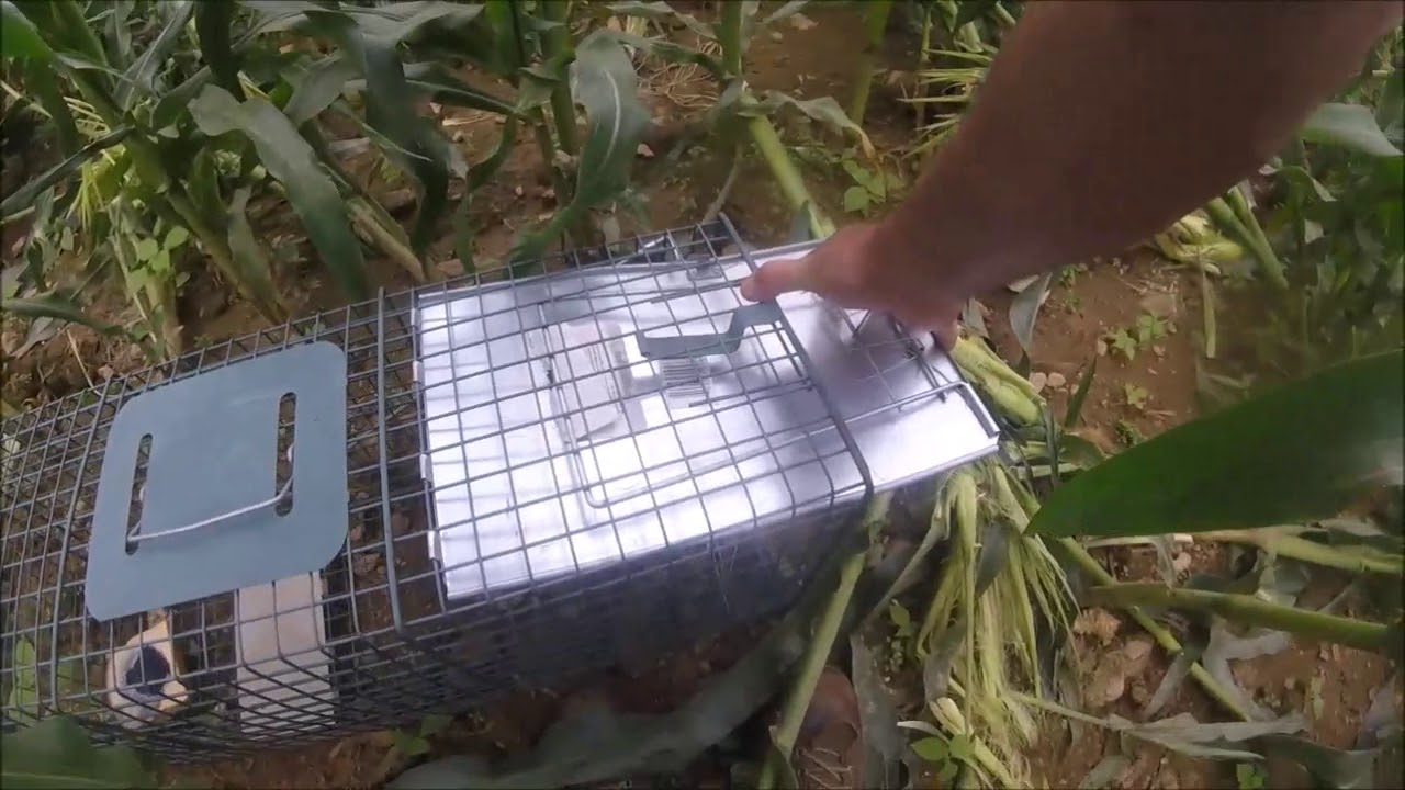 Dealing With Raccoons In Sweet Corn