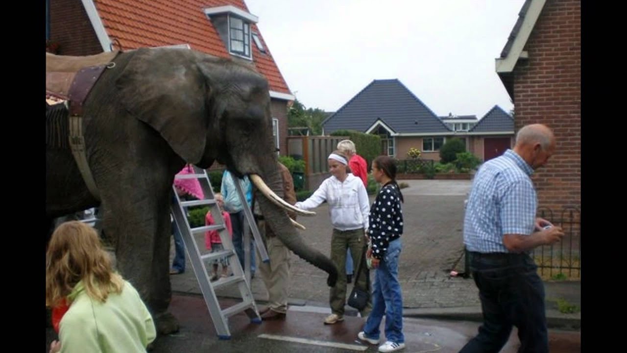 Buitenprogramma Kermis Lutjebroek