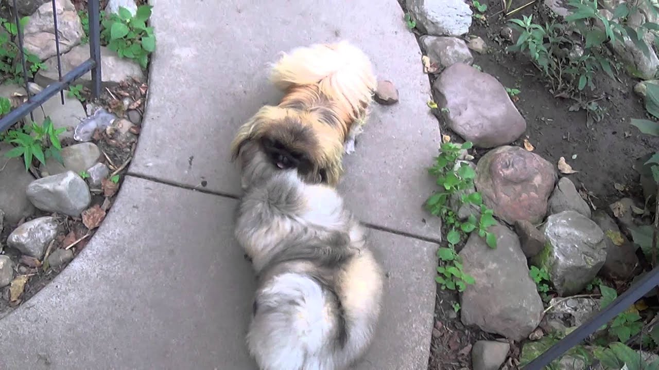 my doggies
