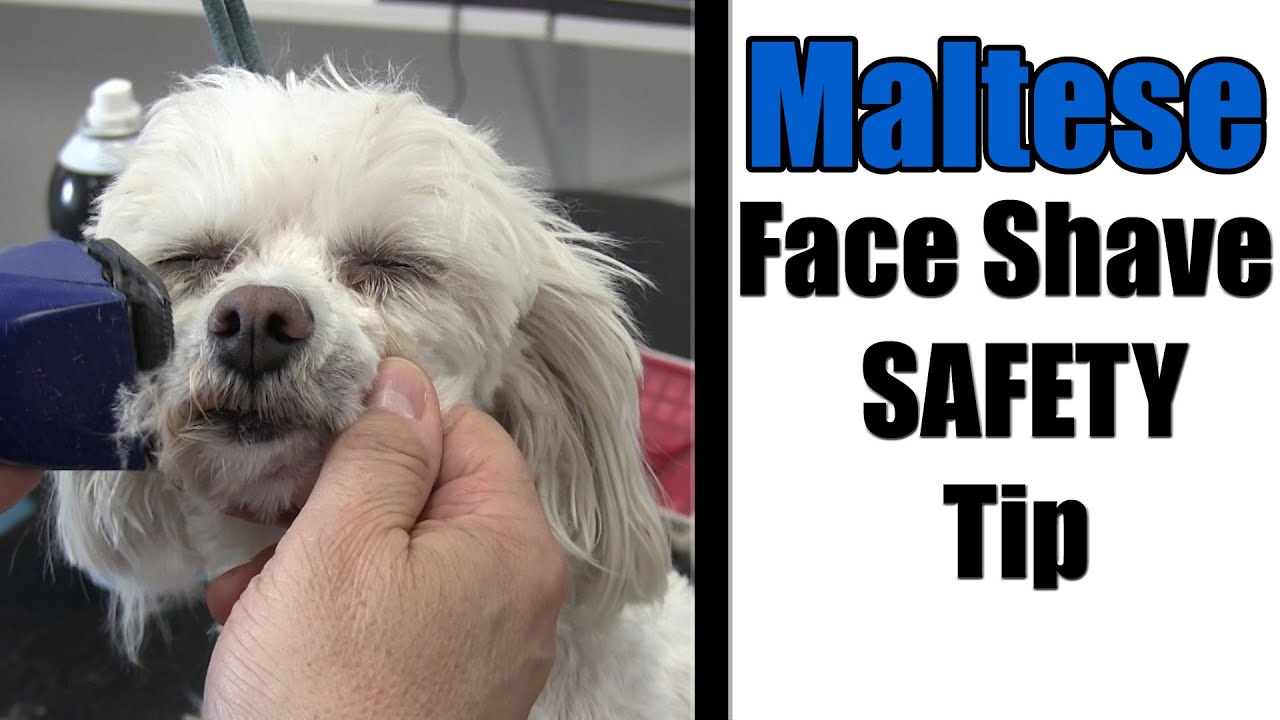 Shaving Maltese Face & Mouth | Grooming Safety Tip