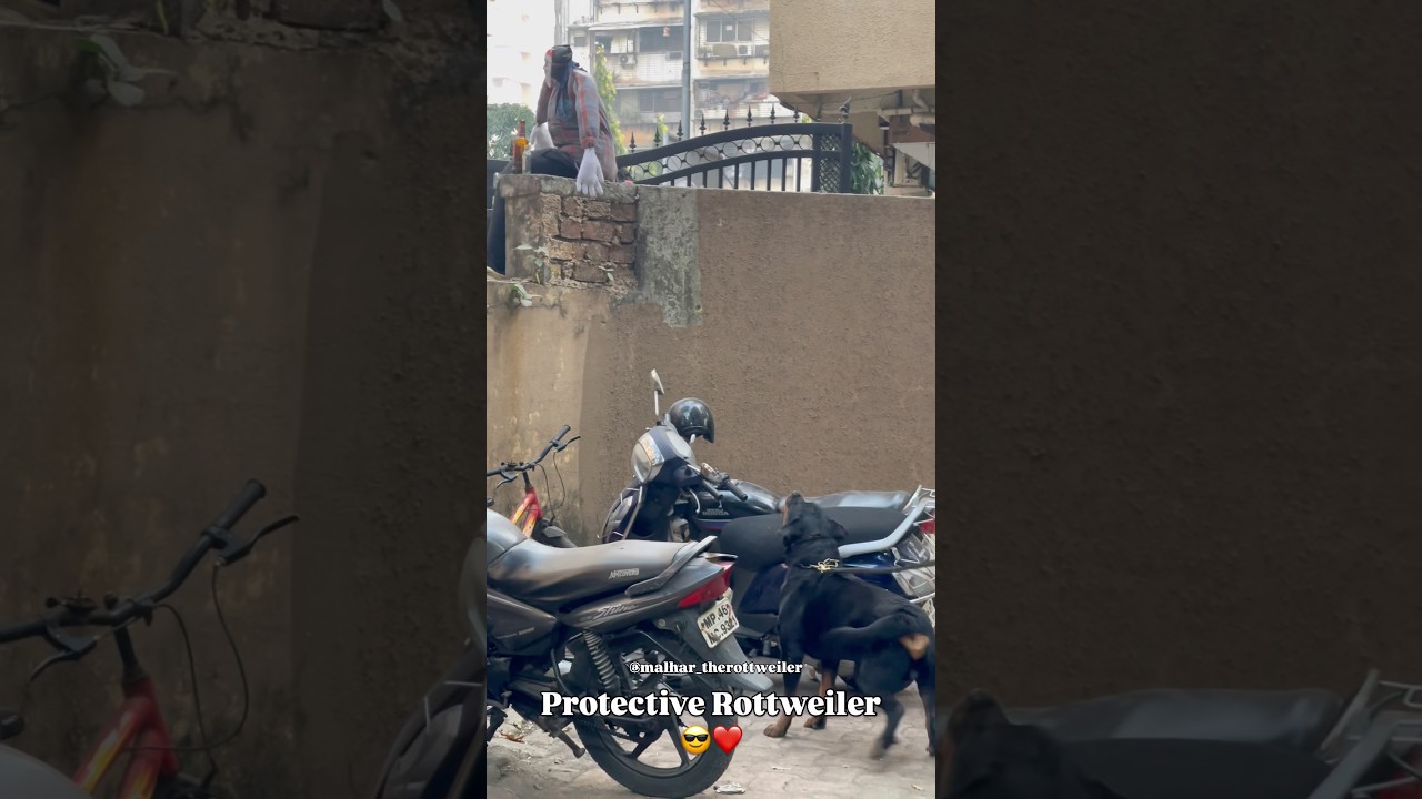 Protective Rottweiler 