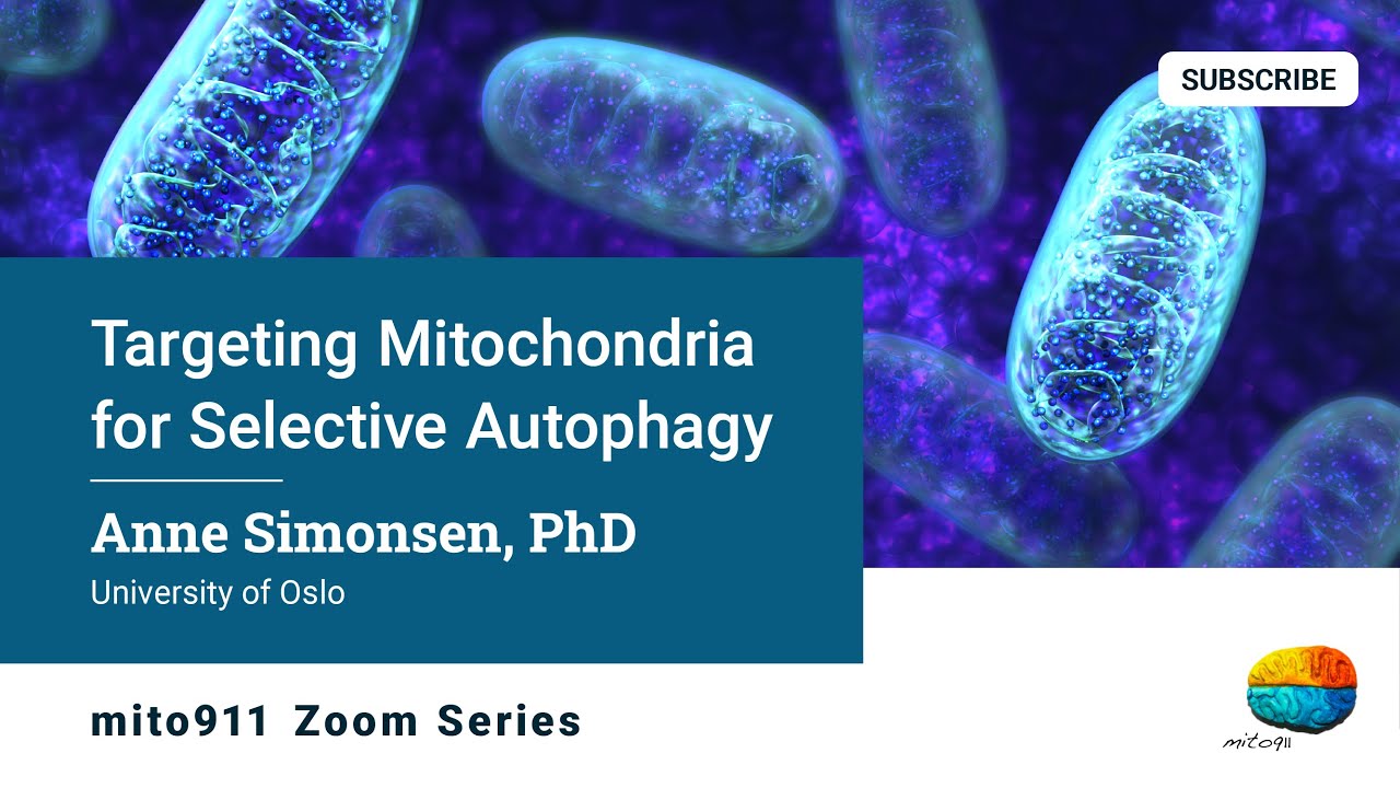 Targeting Mitochondria for Selective Autophagy