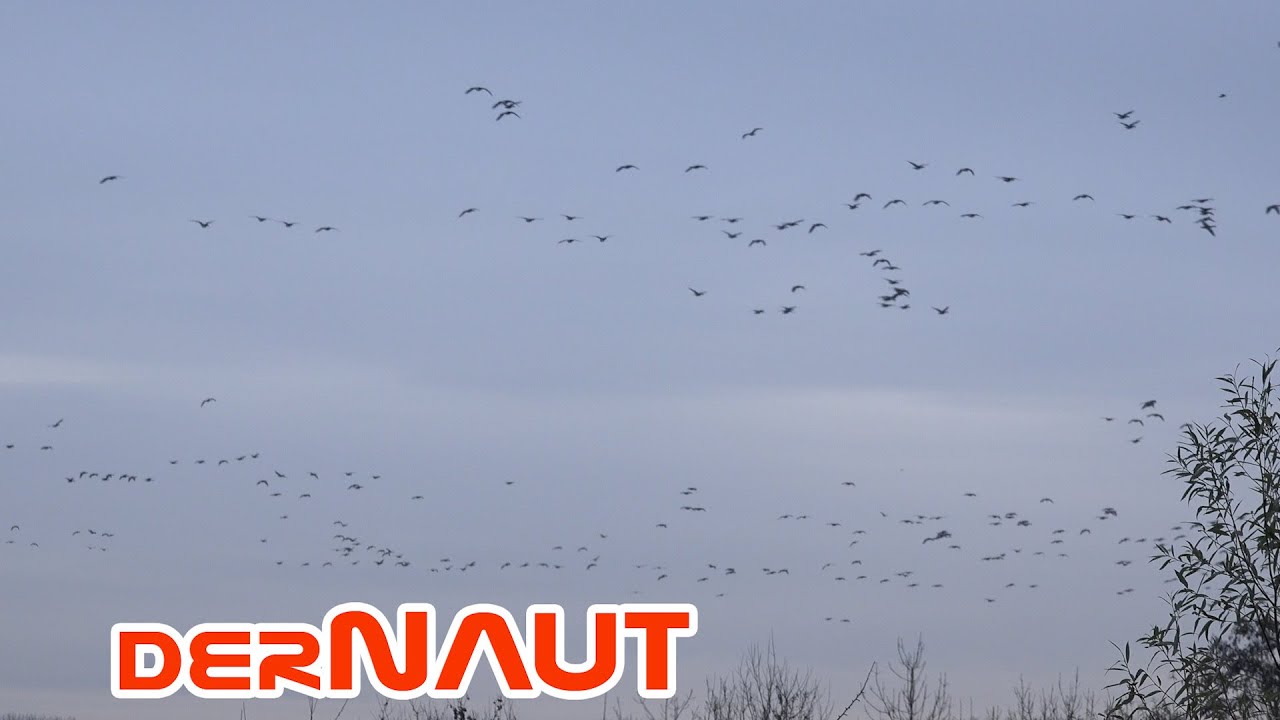 Tausende von Gänsen | Thousands of geese | Free to use 4K footage - creative commons