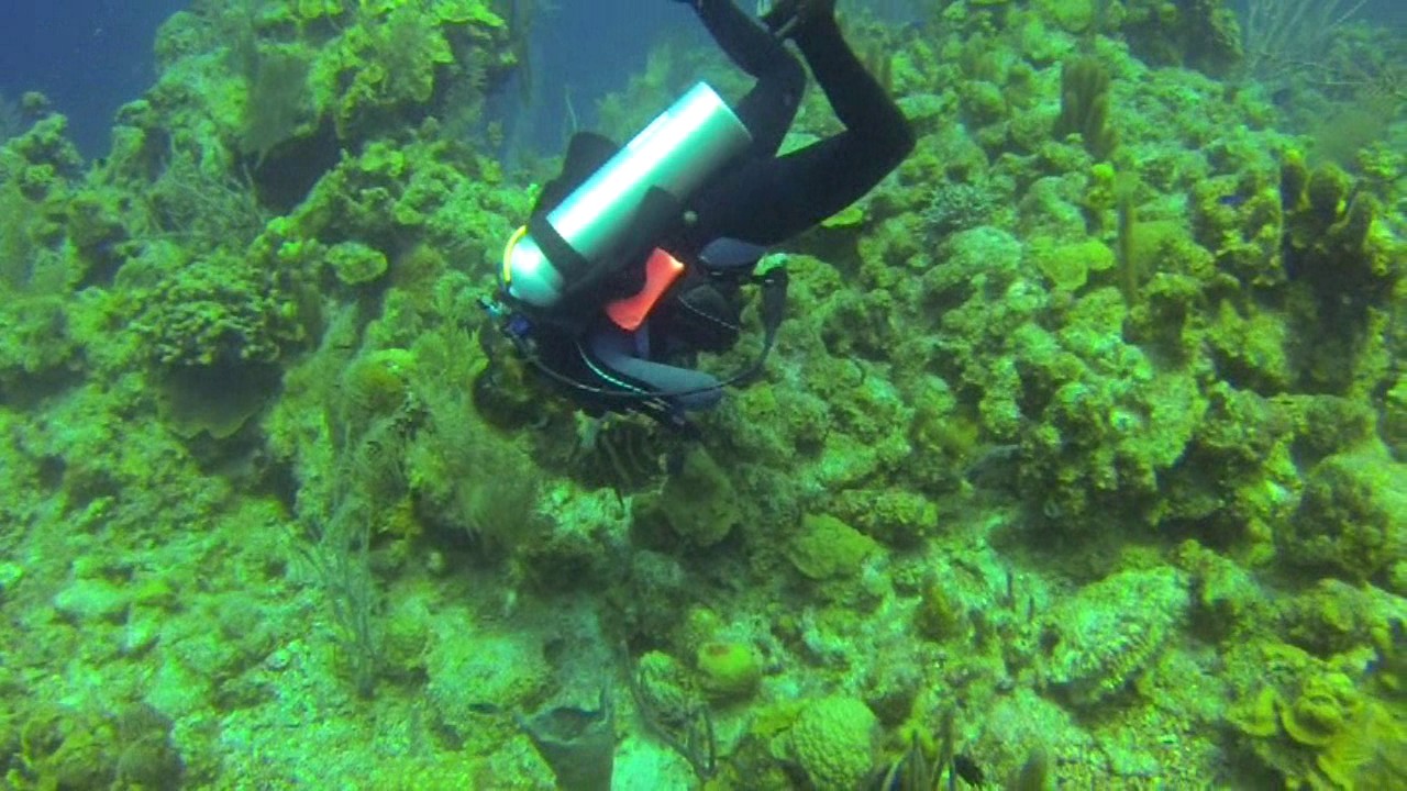 Half Moon Key - Magic Valley Dive Center