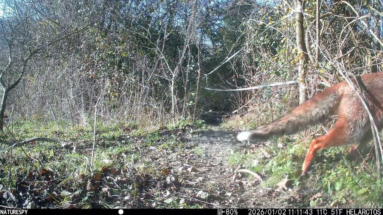Yard Trail Cam 2 Jan 2026