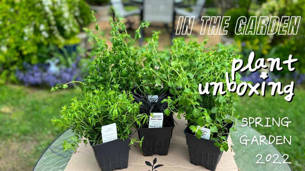 RARE ROOTS Plant Unboxing || Spring 2022 Garden Update || Modest Vegan Chik