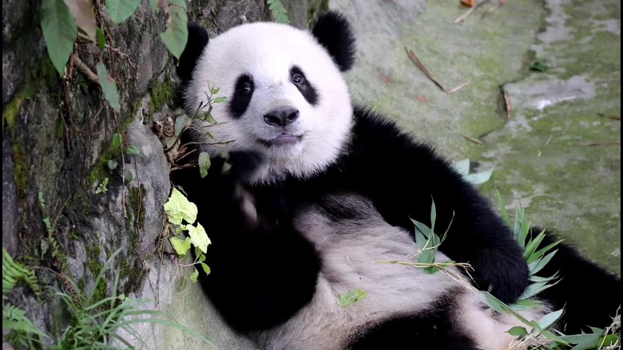 Panda Chong Chong hided in the ditch alone to eat leaves🌿 重重, 盆盆奶和竹子不香吗？躲在沟沟里啃草 | Adorable Panda