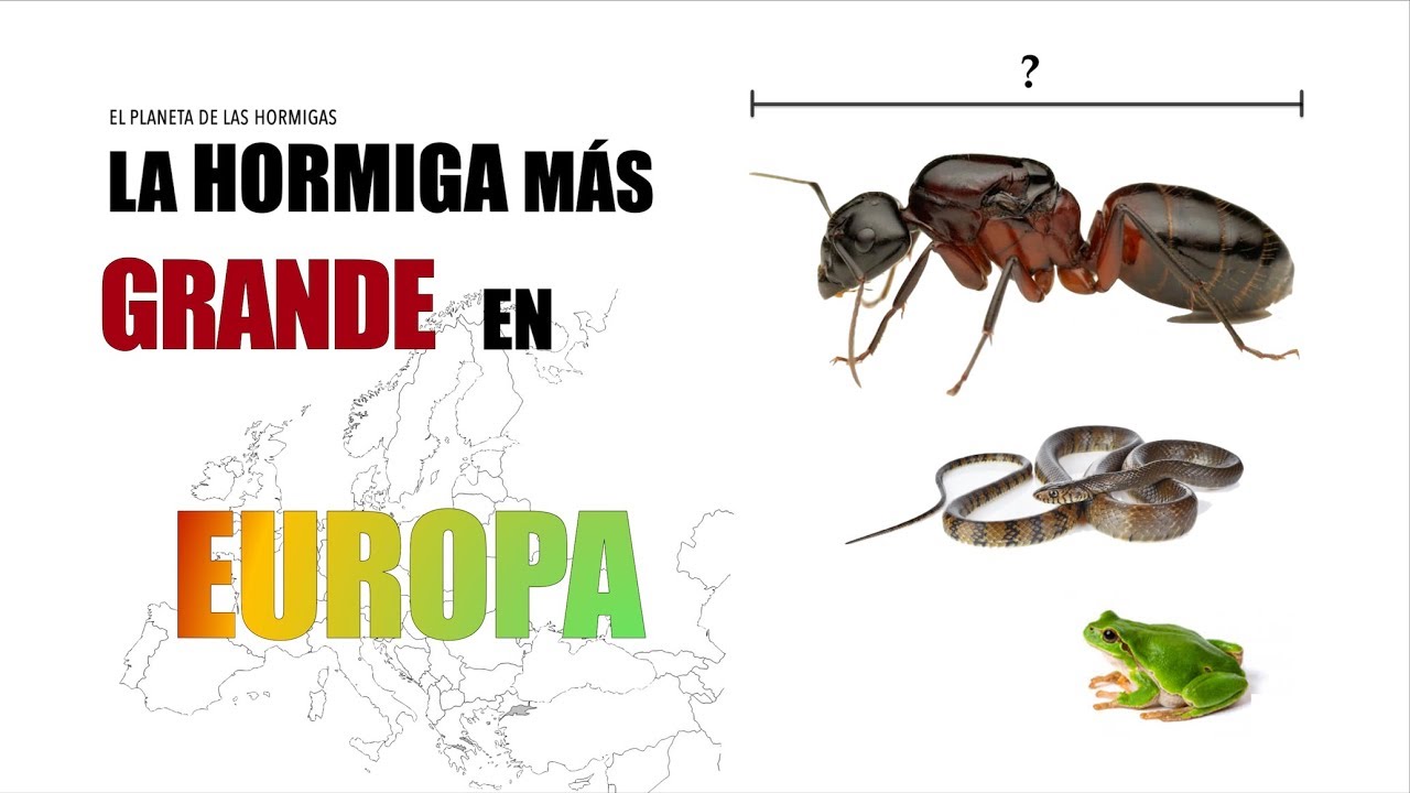 LA HORMIGA MÁS GRANDE DE EUROPA - CAMPONOTUS LIGNIPERDUS - EL PLANETA DE LAS HORMIGAS