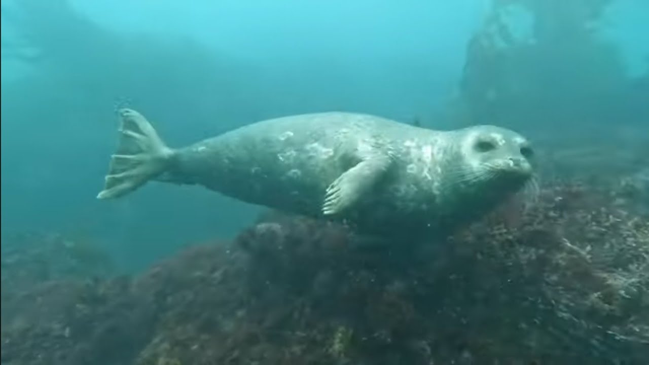 Seal plays with diver's fins - Just the Bubbles Ep.2