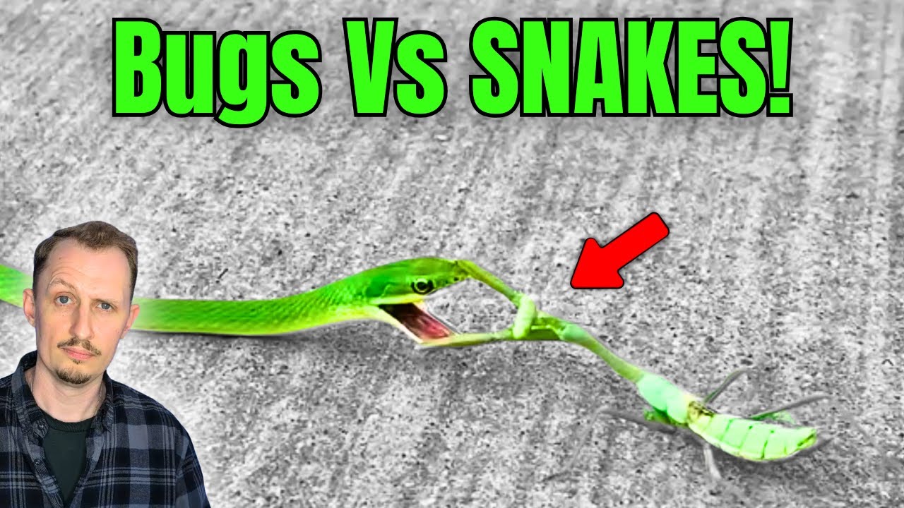 Zoologist Reacts to Bugs fighting Snakes!