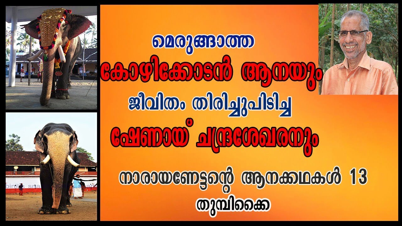 EPISODE 73 || മെരുങ്ങാത്ത കോഴിക്കോടൻ ആനയും ജീവിതം തിരിച്ചുപിടിച്ച ഷേണായ് ചന്ദ്രശേഖരനും || Part 13