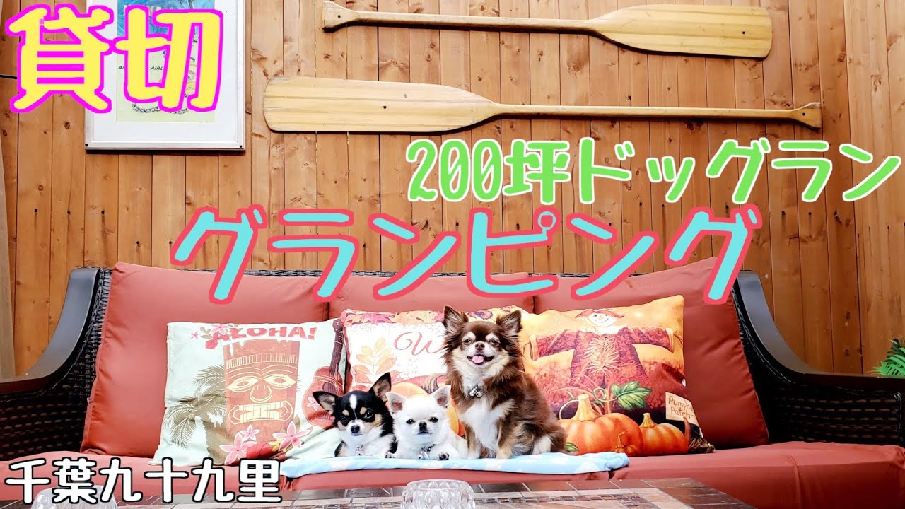 九十九里で豪華！貸切グランピング！200坪のドッグランは最高すぎ！【チワワ】【ハレルアナ】【キャンプ】【犬】【dog】【chihuahua】【多頭飼い】
