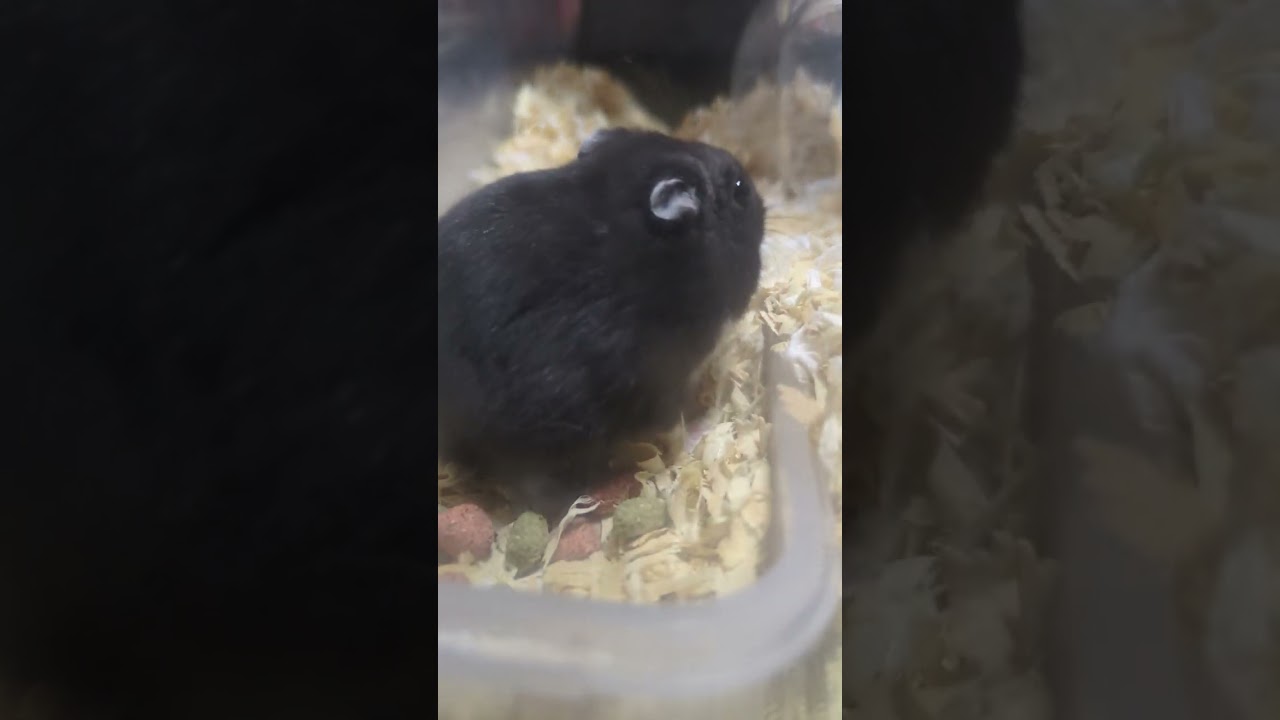 長毛アルビノゴールデンハムスターと真っ黒ジャンガリアンハムスター🐹の可愛い動き！
