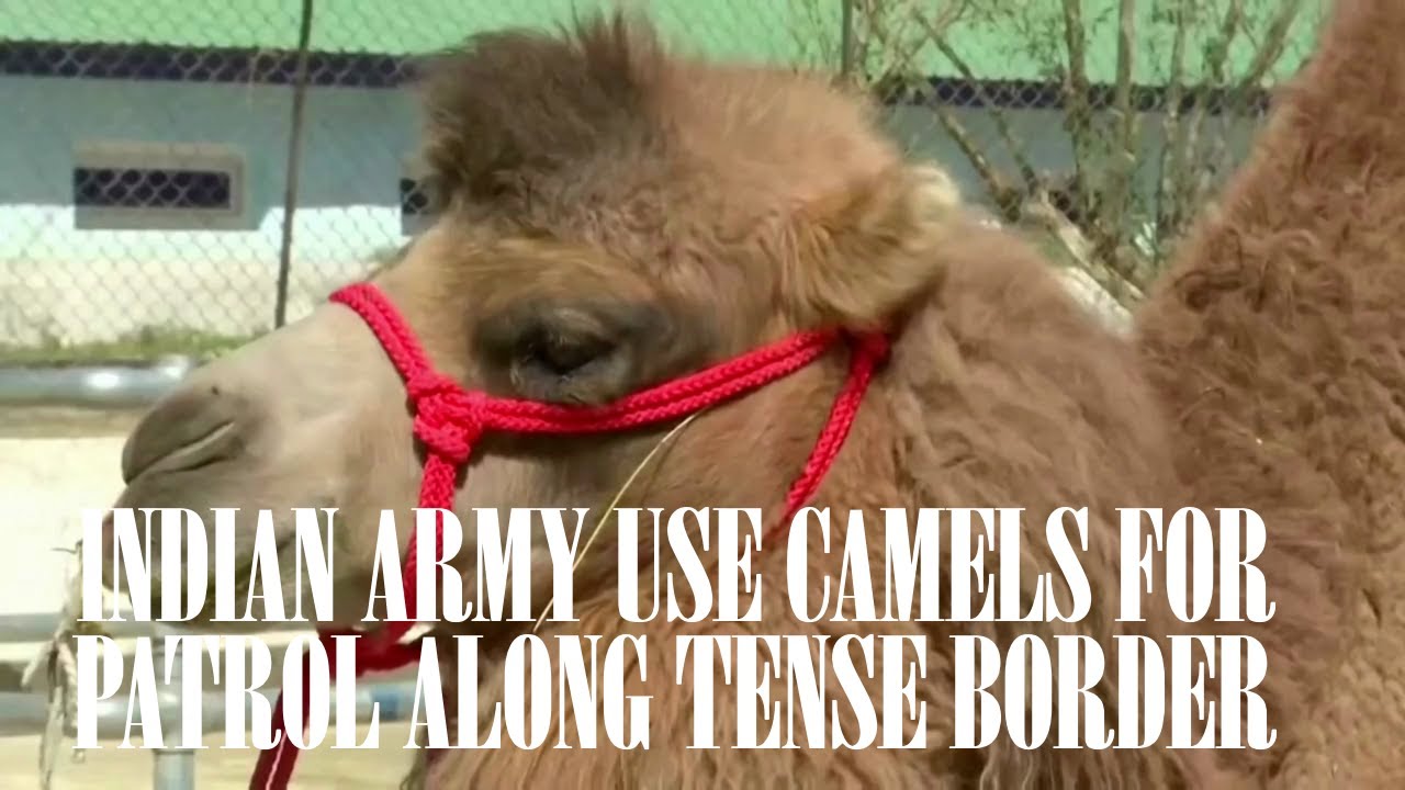 Indian army use Camels for patrol along tense border as China released 5 Indian hostages