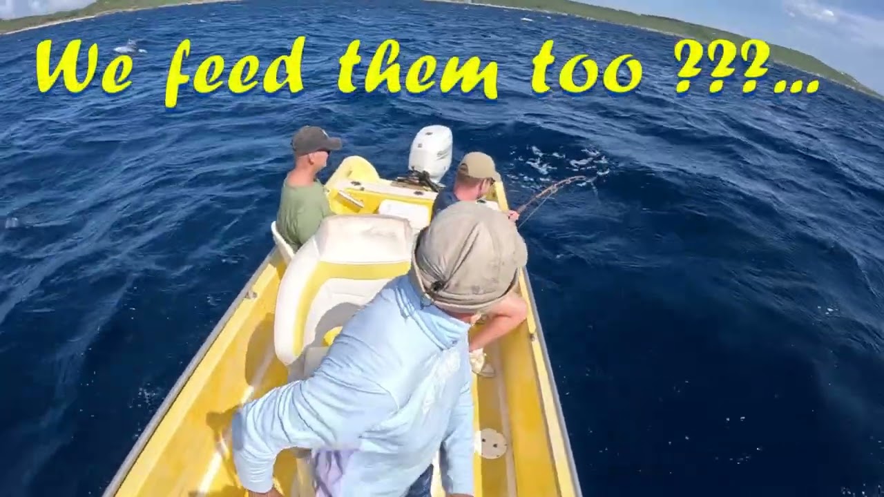 🦈🎣Shark Fishing in Curaçao – How Safe Is Swimming Here? Deckie Dirk Curacao Fishing