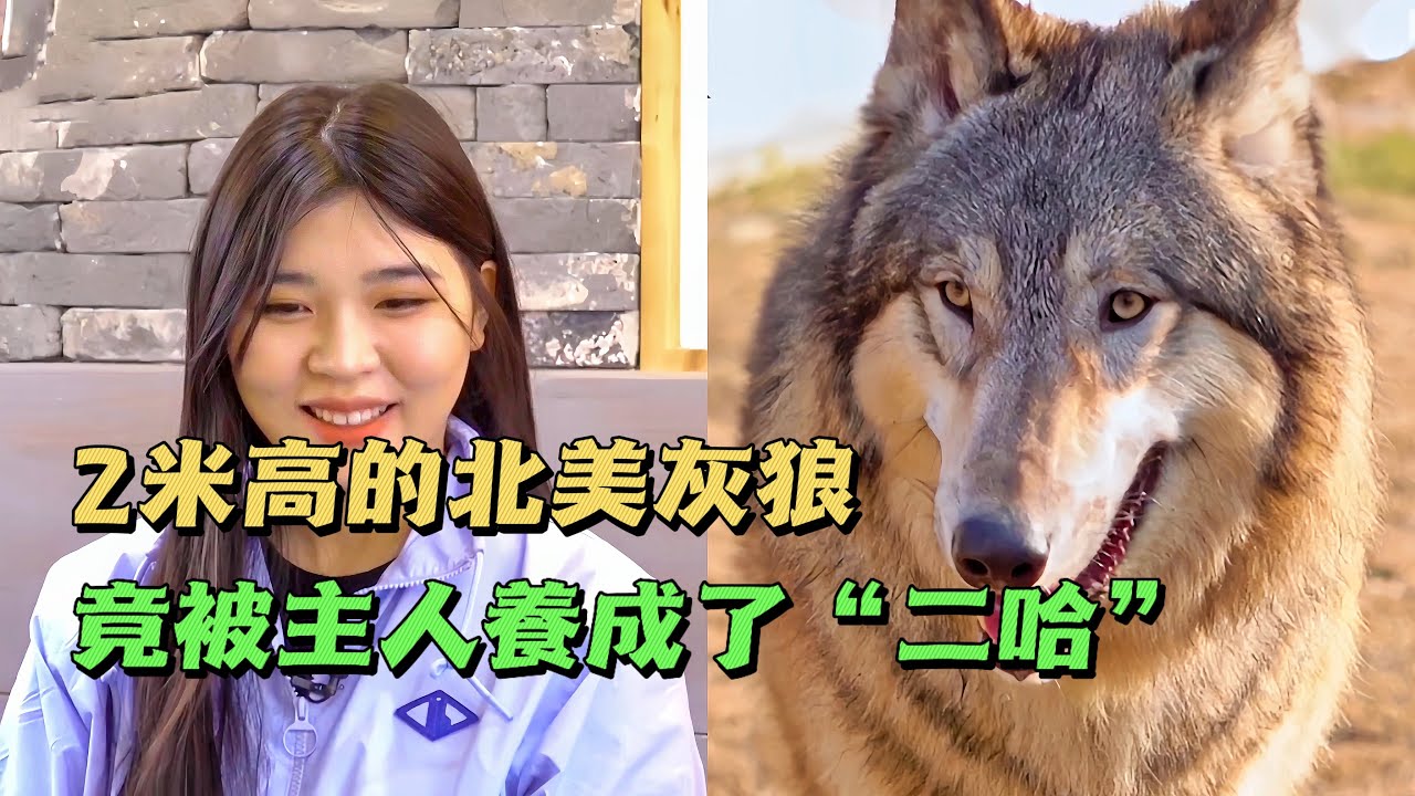 2米高的北美灰狼被主人養成了&ldquo;二哈&rdquo;，誰知訓犬師卻說它是隻絕世好狗