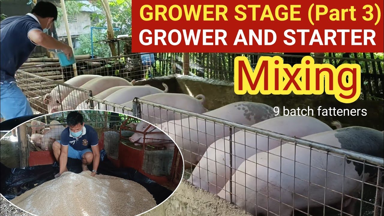 Grower stage (Part 3) Grower and Starter Mixing l Dodong Villaran
