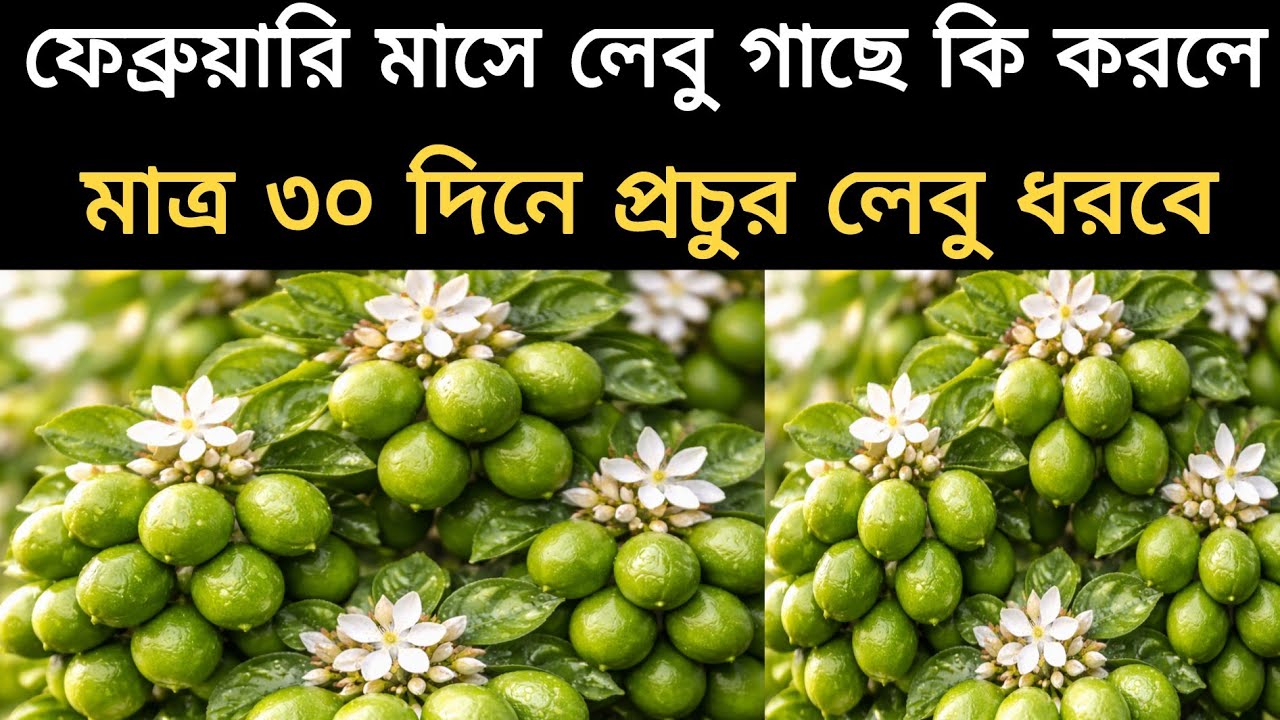 এই ফেব্রুয়ারি মাসে যাদের লেবু গাছ থেকে ফুল ফল ঝরে যাচ্ছে তাদের জন্য খুব গুরুত্বপূর্ণ ভিডিও